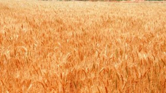 صحيفة إماراتية تؤكد ضرورة اتخاذ إجراءات دولية جادة لمواجهة أزمة الحبوب